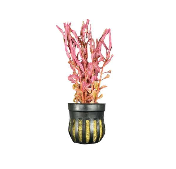 Pink and gold artificial coral in black striped pot, Rotala Magenta inspired by Seachoice