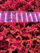 Red LED aquarium light strip in clear housing for Fluval tanks in Rotala Magenta Pot