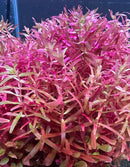 Vibrant pink and green Rotala Magenta Pot aquatic plant in tank