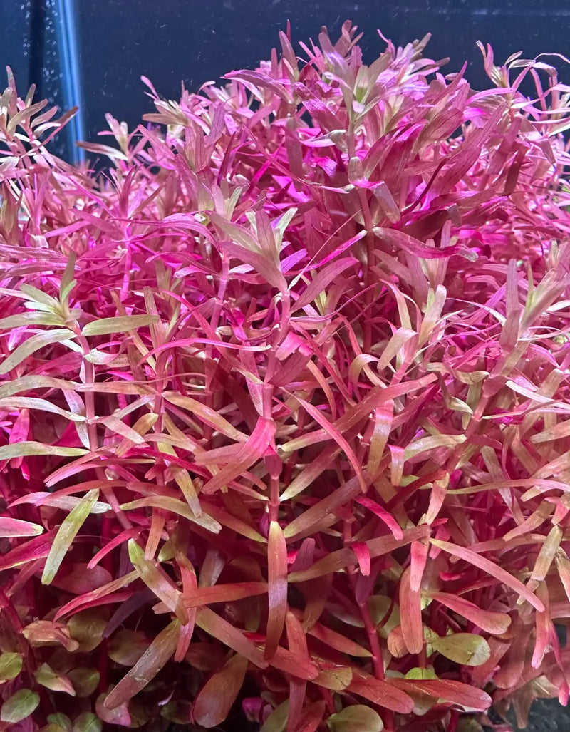 magenta plant pot Rotala Magenta Potted Aquarium Plant