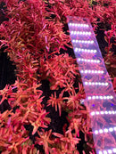 Rotala Magenta Pot with white and pink LED grow light strip for plants