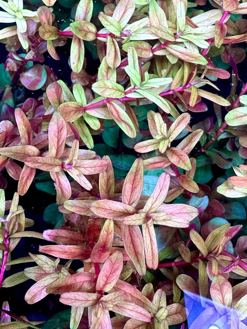 Rotala Rotundifolia Red Easy Aquarium Plant | Aquatic Motiv