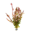 Rotala Rotundifolia Red: green and pink aquatic plant in clear vase