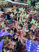 Rotala Rotundifolia Red: green leafy plant with small red flowers and blue-lit plastic bag