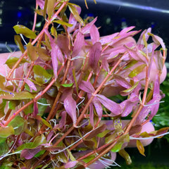Pink Rotala Vietnam Hra aquatic plant with green leaves and brown stems