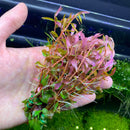 Hand holding pink Rotala Vietnam Hra aquatic plant with green roots