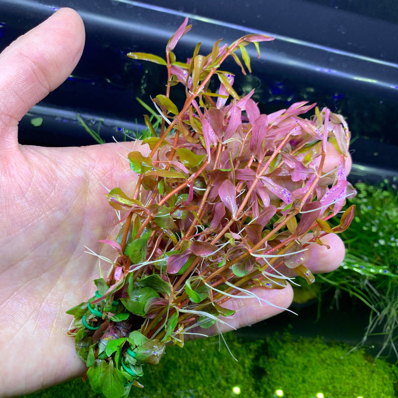 Rotala Vietnam "H’ra" - AquaticMotiv