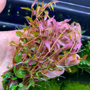 Rotala Vietnam "H’ra" - AquaticMotiv