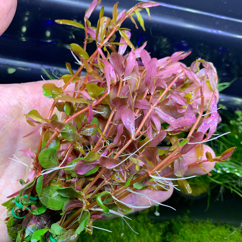 Rotala Vietnam "H’ra" - AquaticMotiv