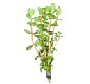 Rotala Vietnam Hra green aquatic plant with heart-shaped leaves
