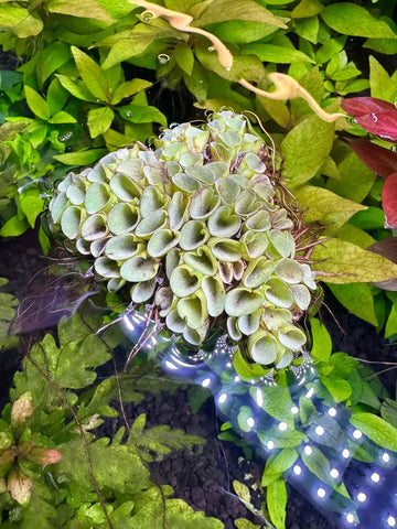 Green Salvinia Cucullata succulent wall planter with white LED base lights