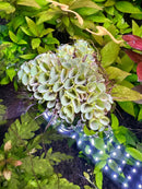 Green Salvinia Cucullata succulent wall planter with white LED base lights
