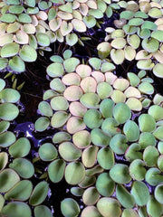 Salvinia Cucullata green leafy aquatic plant floating on water surface