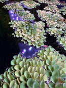 Salvinia Cucullata green leafy plant floating on water like lily pad