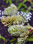 Salvinia Cucullata green pine cone-shaped object with white speckles