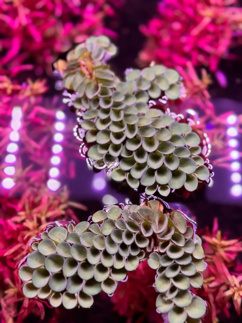succulent plants in aquarium Salvinia Cucullata Floating Aquarium Plant