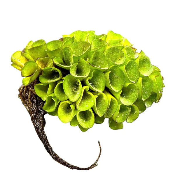 Lime green Salvinia Cucullata pine cone with dark brown tail