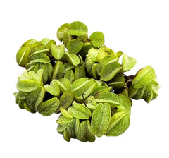Salvinia Minima green leafy aquatic plant with serrated glossy edges