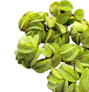 Salvinia Minima: green leafy aquatic plant with rounded glossy leaves