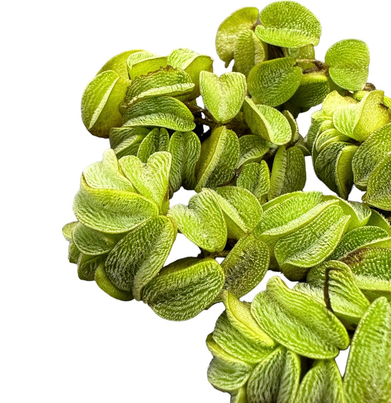 Salvinia Minima - [AquaticMotiv]