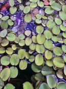 Salvinia Minima green floating leaf plant coaster set with purple water reflections