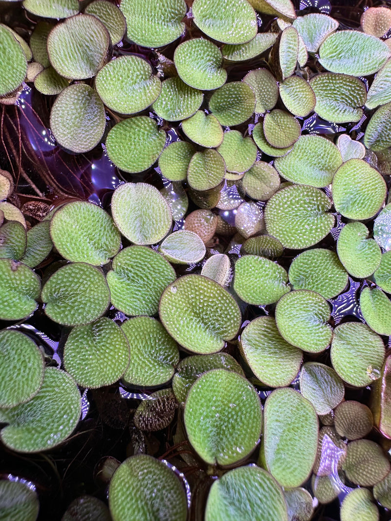 Salvinia Minima - [AquaticMotiv]