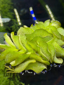 Vibrant lime-green Salvinia Natans ruffled aquatic plant in water