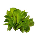 Vibrant Salvinia Natans green leafy aquatic plant with ruffled edges