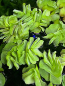 Vibrant Salvinia Natans floating on dark water with fuzzy ruffled leaves