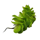 Vibrant Salvinia Natans green leafy aquatic plant with textured leaves