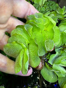 Hand holding vibrant green Salvinia Natans water lettuce plant