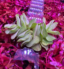 Salvinia Natans: vibrant green leafy aquatic plant on pink floating bed