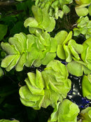 Vibrant green Salvinia Natans floating on dark still water