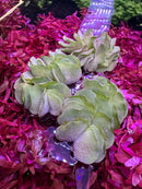 Salvinia Natans: Lush green ruffled aquatic plants floating with magenta foliage