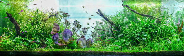 The Ultimate Guide to CO2 in Planted Aquariums: Unlock Lush Algae-Free Growth