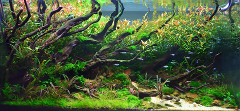 high tech aquarium