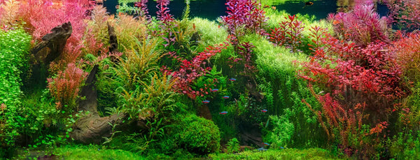 A Beginners guide to the aquarium nitrogen cycle.