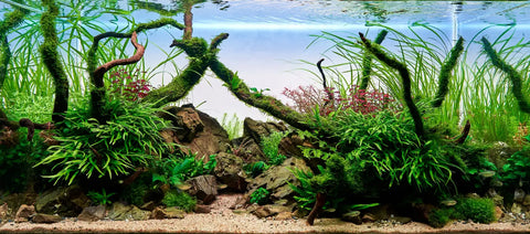 planted aquarium