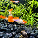 Vibrant orange and white snakeskin koi guppy pair with flowing fins swimming among green aquatic plants in aquarium
