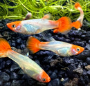 Snakeskin koi guppy pair with translucent silver bodies and vibrant orange fins swimming among green aquatic plants