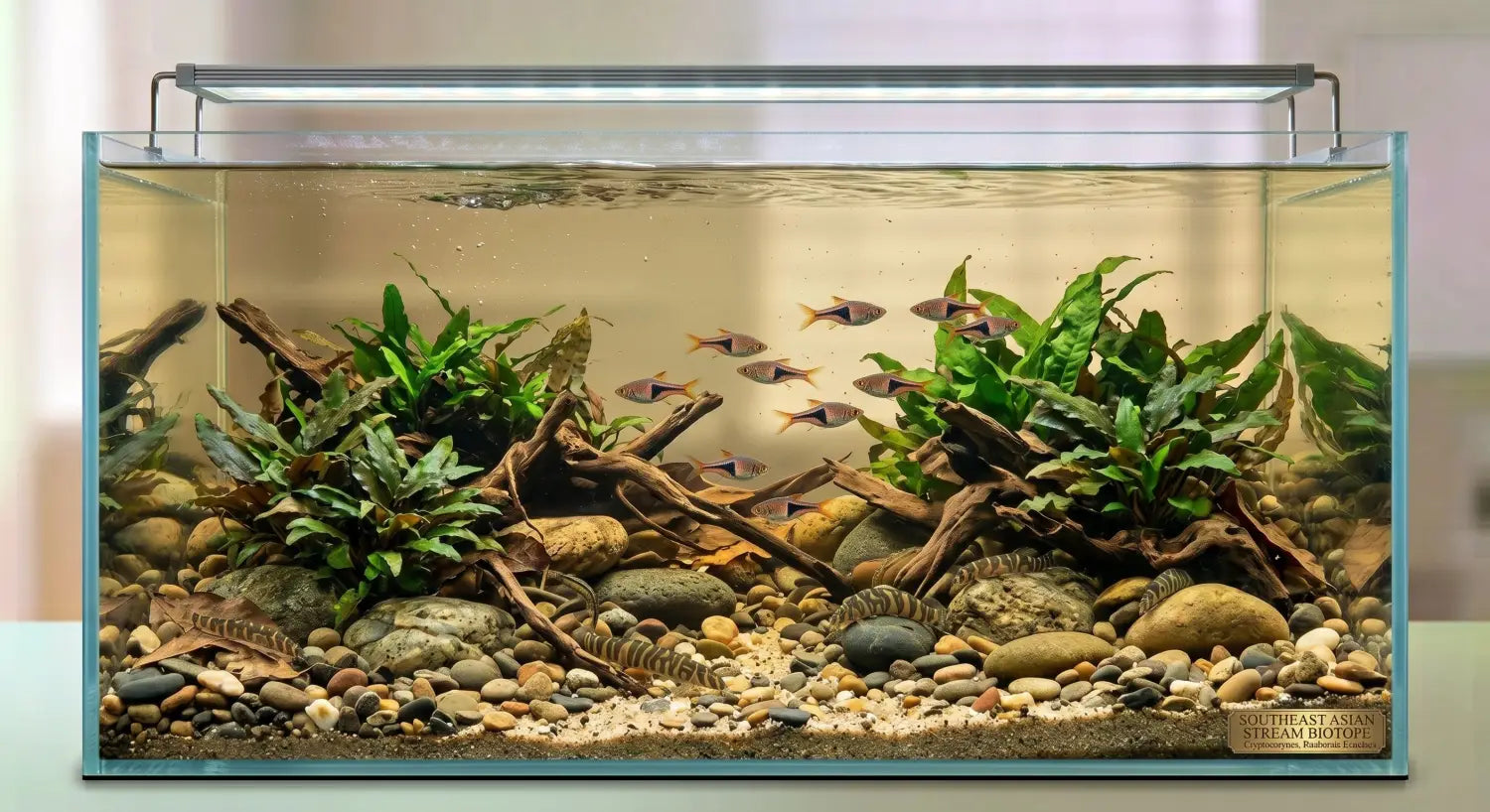 Aquascaping Styles Explained: Dutch Nature Iwagumi and Biotope