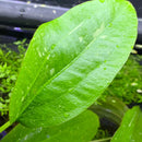 Glossy green Sparkle Sword leaf with veins and water droplets