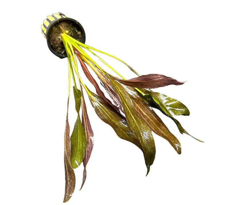 Sparkle Sword Echinodorus Stardust Aquarium Plant | Aquatic Motiv