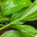 Sparkle Sword (Echinodorus Sp. 'Stardust') - AquaticMotiv