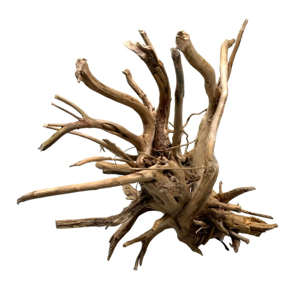 Driftwood Spider Wood sculpture wall art in natural brown organic design