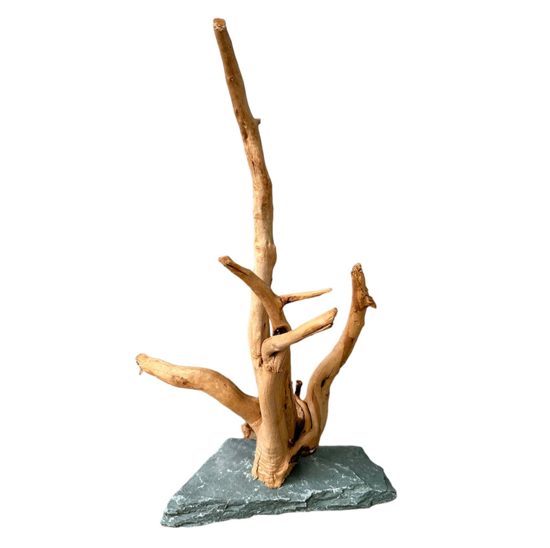 Spider Wood on Slate - [AquaticMotiv]