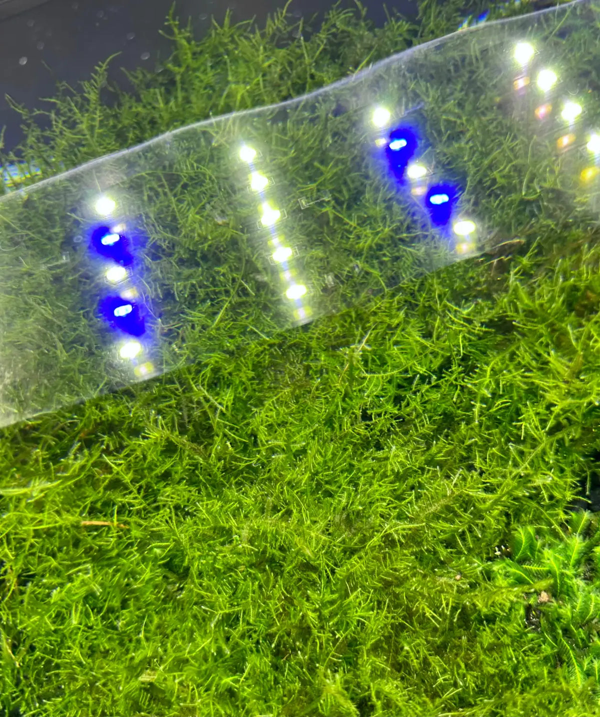 Spiky Moss Taxiphyllum sp 3 x 3 Mat for Aquascaping | Aquatic Motiv