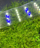 Spiky Moss (Taxiphyllum sp.) 3" x 3" Mat - [AquaticMotiv]