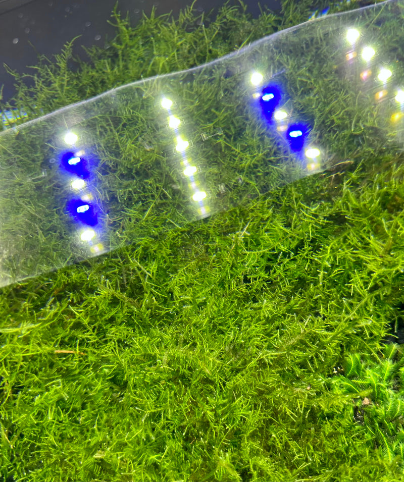 Spiky Moss (Taxiphyllum sp.) 3" x 3" Mat - [AquaticMotiv]