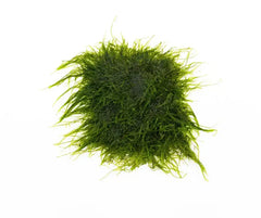 Spiky moss taxiphyllum sp dense vibrant green aquatic moss with fine feathery filaments in a 3 by 3 mat
